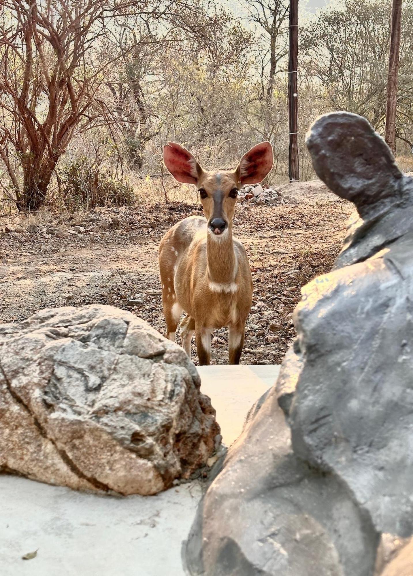 Jackals Dream - Self Catering Villa Bordering Kruger National Park Marloth Park Esterno foto
